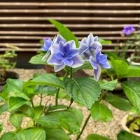 画像1489