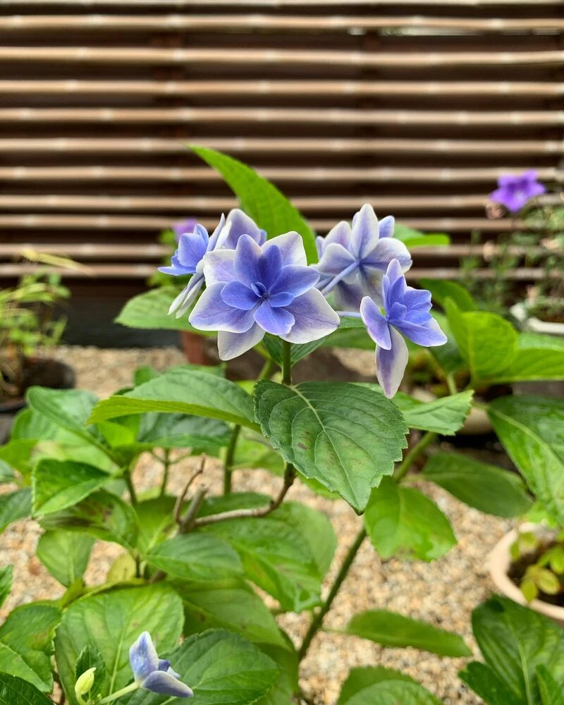 画像1489